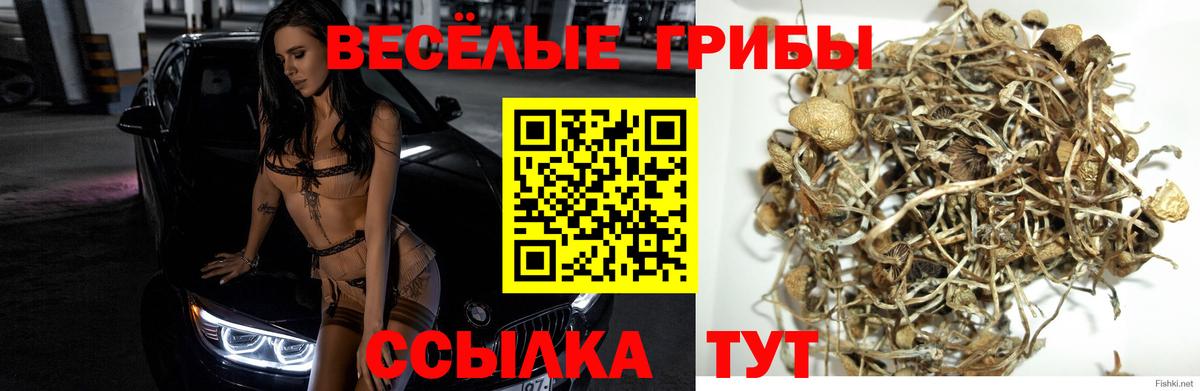 Псилоцибиновые грибы мицелий Белая Калитва